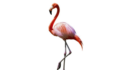 Isolated vibrant pink flamingo standing gracefully with long neck and elegant pose © Maria