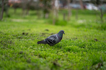 Pigeon standing on fresh green grass in a park. © Mihail