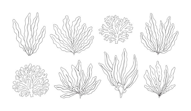 Collection of hand drawn black and white seaweeds and corals ocean marine nature