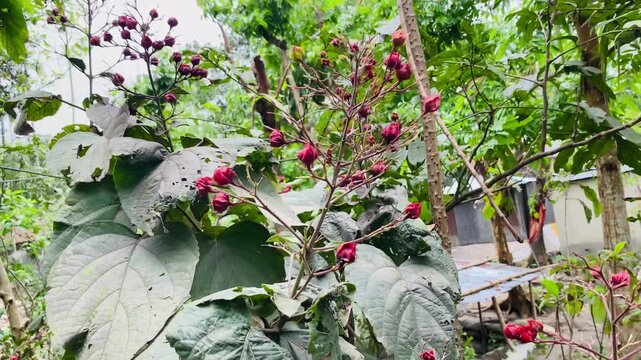 Tropical plant clerodendrum petasites closeup in verdant natural forest setting reveals delicate red blooms and large green leaves during the day