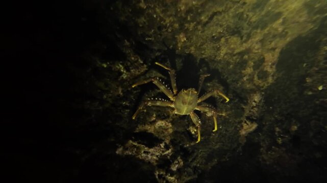 Unidentified crab on coral reef seabed at night in flashlight beam. Marine crustacean walking on bottom in natural tropical underwater habitat. Filmed in Nha Trang, Vietnam.