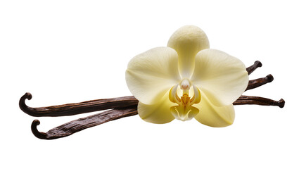 Isolated vibrant yellow vanilla orchid flower with several dried aromatic vanilla bean pods © Maria