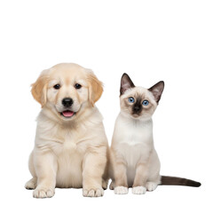 Obraz premium Puppy and kitten sitting together