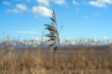 Obraz premium Rural landscape with reed and Greifensee lake and Glatt River on a sunny spring afternoon. Photo taken April 4th, 2026, Zurich Fällanden, Switzerland.