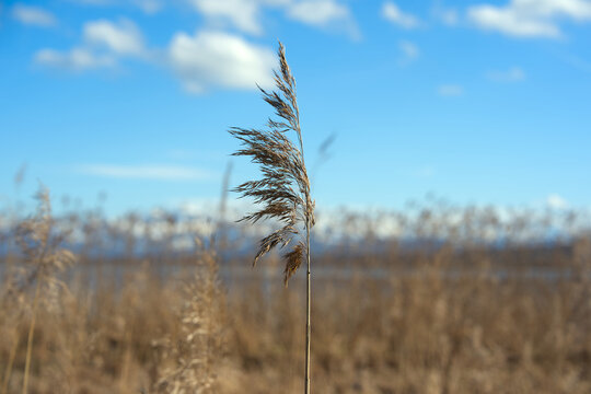 Rural landscape with reed and Greifensee lake and Glatt River on a sunny spring afternoon. Photo taken April 4th, 2026, Zurich F&auml;llanden, Switzerland.