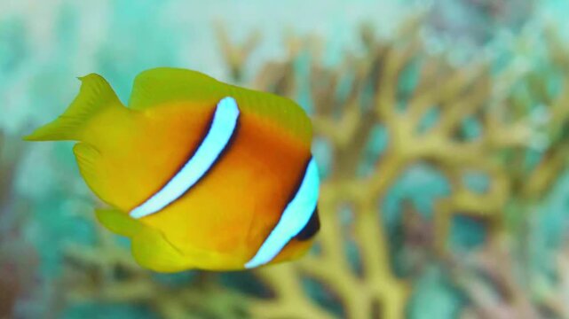 Vibrant Red Sea Clownfish Amphiprion bicinctus swimming gracefully amongst the colorful coral reef. This footage captures the beauty and symbiotic relationship of marine life in the clear waters of th