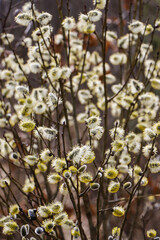 Fototapeta premium Blooming Pussy Willow Branches Close Up, Early Spring Nature Background with Soft Bokeh