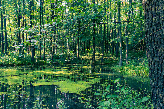 A peaceful forest pond covered with duckweed with tree reflections on the water surface. Idyllic floodplain forest scene, wetland ecosystem, and wild nature in summer light.