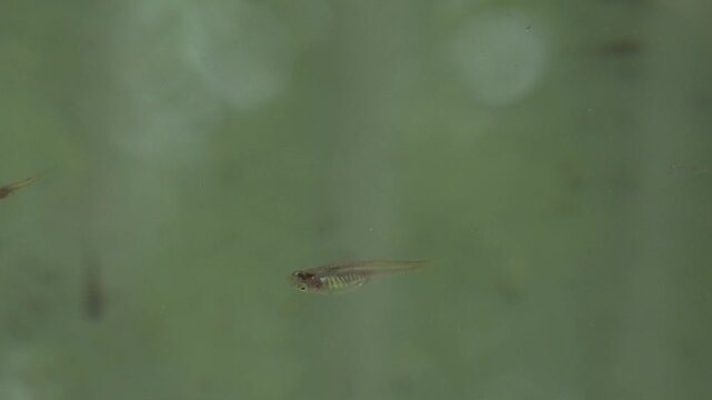 Peces peque&ntilde;os come zancudos