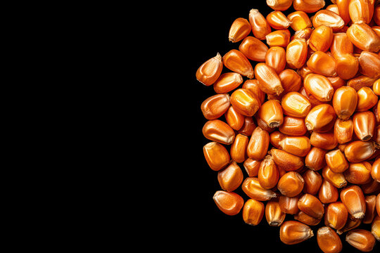 Corn kernel orange close up macro food agriculture grain seed texture natural healthy organic crop harvest plant nutrition raw fresh detail background isolated pile bright shiny smooth dry edible