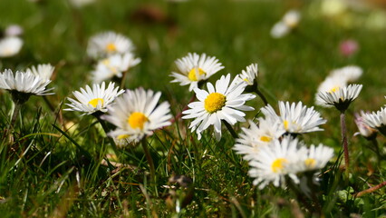 Tanz der Wiesen‑Gänseblümchen   © cagala