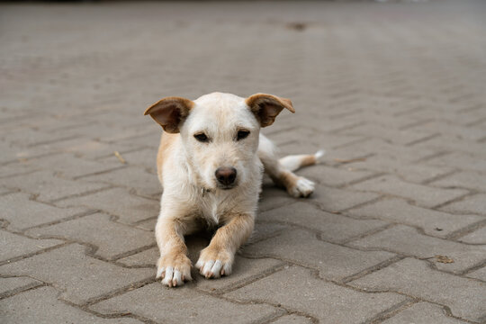 a white mongrel dog sitting in the yard