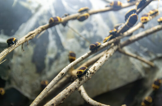 Group of Sun Beetles (Pachnoda marginata) on dry branches