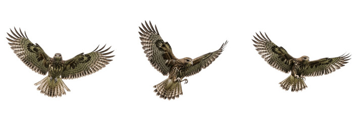 Fototapeta premium Set of flying hawk bird hunting prey isolated on transparent PNG background for commercial design
