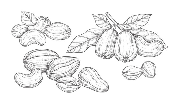 Black and white of whole and split cashew fruits with leaves