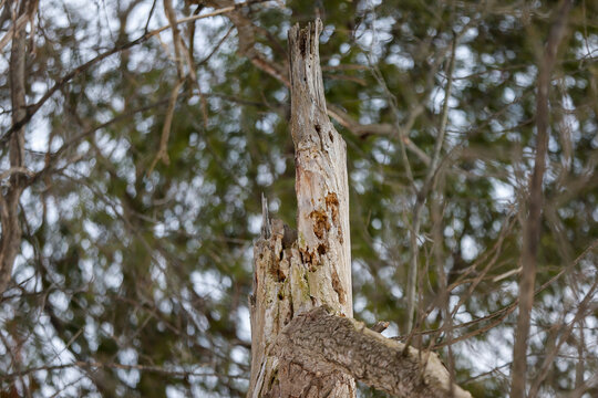 Arbre mort dans la for&ecirc;t. Gros plan sur un vieil arbre.	
