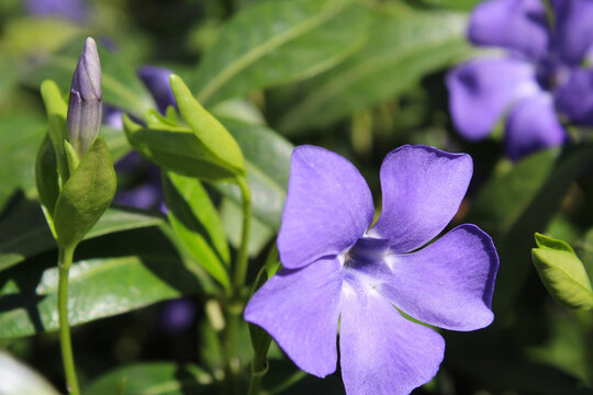 blue periwinkle flowers blooming in spring