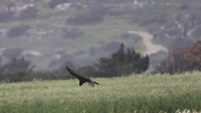 Female western marsh harrier (Circus aeruginosus) diving into grass in slow motion
