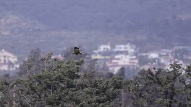 Male western marsh harrier (Circus aeruginosus) flying low over reeds in slow motion