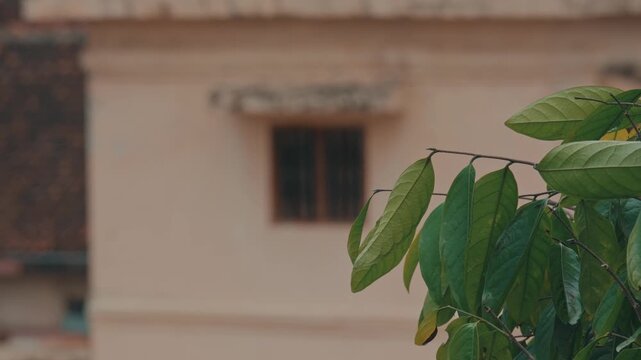 A gentle breeze moves vibrant green foliage set against the blurred, rustic facade of a vintage colonial-style building, creating a serene and nostalgic atmosphere.