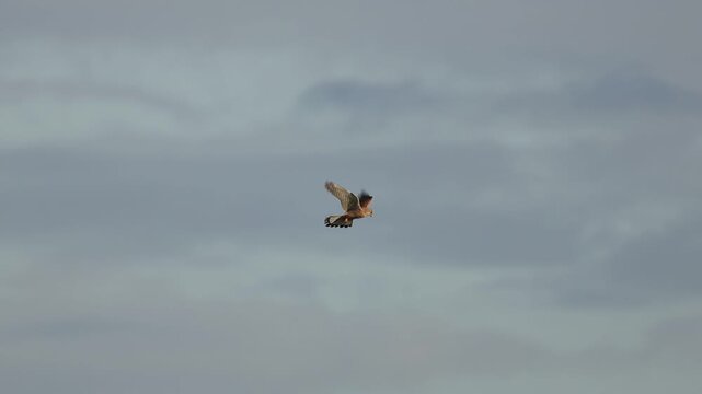 Common kestrel (Falco tinnunculus) hovering in the sky in slow motion