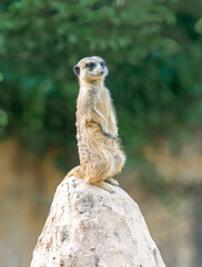 Fototapeta premium Alert Meerkat (Suricata suricatta) standing on guard on a rock, watchful sentry looking into the distance, animal portrait with blurred nature background