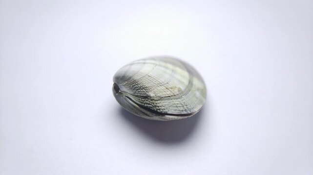 macro video collection of various seashell specimens rotating on clean white background.
