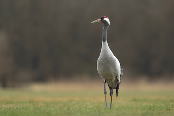 Fototapeta premium Common Crane - Grus grus standing in green meadow near Nowa Sól, Poland. Elegant wildlife portrait of tall grey bird with red crown and black neck against blurred background. Copy space left.