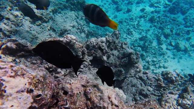 Underwater scene in the Red Sea off Egypt shows rugged coral, sandy patches, surgeonfish like school, a yellow tailed fish, bivalves, and a gentle camera drift