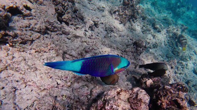 Underwater view shows a large parrotfish grazing on sand and algae as small reef fish hover nearby, with a coiled invertebrate on coral, shot in daylight.