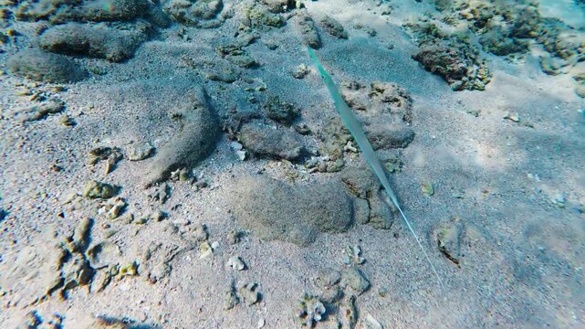 Underwater in the Red Sea off Egypt, a cornetfish slowly glides over rippled sand, weaving between coral outcrops, shell fragments, and rocks in dappled sunlight.