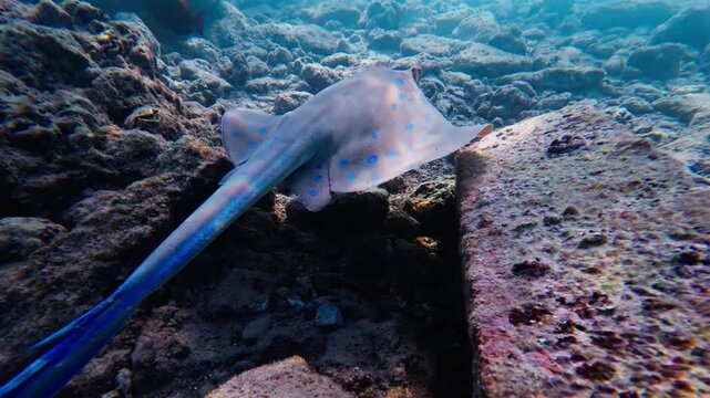 Blue spotted stingray drifts and probes a shallow rocky trench in the Red Sea off Egypt, tail extended, electric blue spots visible under sun shafts in clear water.