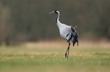 Fototapeta premium side profile of an elegant Common Crane - Grus grus walking through a meadow by the Odra River. Featuring vivid red crown and soft grey plumage, this wide-angle shot is perfect for nature and travel