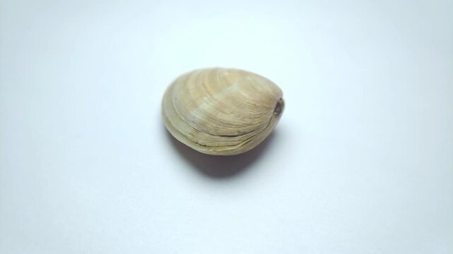 macro video collection of various seashell specimens rotating on clean white background.