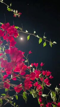 Beautiful Pink Bougainvillea Flowers Against Night Sky with Full Moon