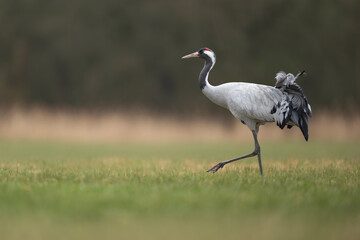 Fototapeta premium side profile of an elegant Common Crane - Grus grus walking through a meadow by the Odra River. Featuring vivid red crown and soft grey plumage, this wide-angle shot is perfect for nature and travel