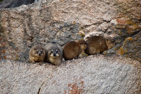 A group of Rock Hyraxes (Procavia capensis) resting on a granite rock in Matobo National Park
