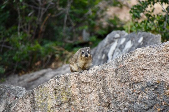 Rock Hyrax (Procavia capensis) sitting on a granite rock in Matobo National Park