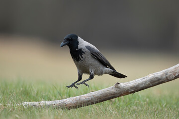 Fototapeta premium Hooded Crow - Corvus cornix perched on fallen branch in grassy meadow near Nowa Sól, Poland. Natural wildlife scene with soft background, showing characteristic two-tone plumage and alert behaviour 