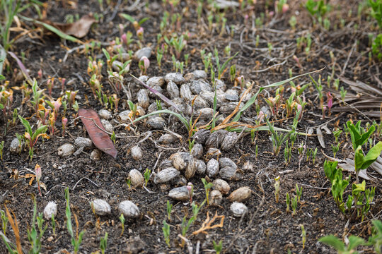 caca seca en la tierra con semillas de datiles