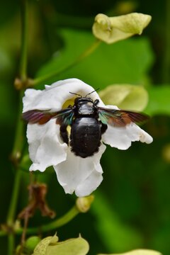 Tropical Carpenter Bee (Xylocopa latipes) foraging on a white flower near Borobudur Temple, Java