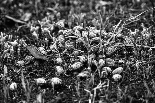 caca seca de animal con semillas de datiles en suelo natural