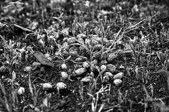 caca de animal con semillas de datiles en suelo natural