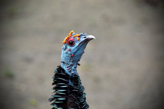 Close-up portrait of an ocellated turkey (Meleagris ocellata) on the El Mirador Trek in Guatemala