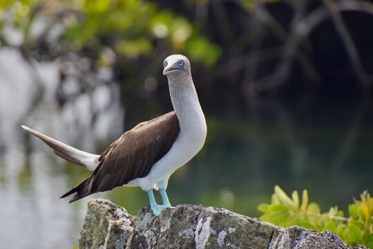 Blue-footed booby perched on volcanic rock with mangrove background