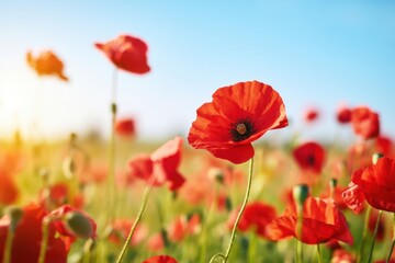 Fototapeta premium Blooming poppy field with vibrant red flowers swaying gently under a clear blue sky, sunlight illuminating the scene in a picturesque landscape
