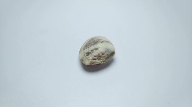 macro video collection of various seashell specimens rotating on clean white background.