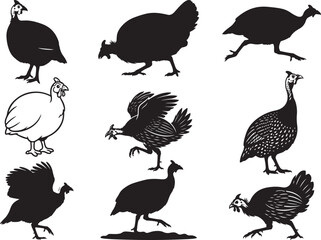 Spotted Guineafowl Standing in Upright Ground Pose © Ansar