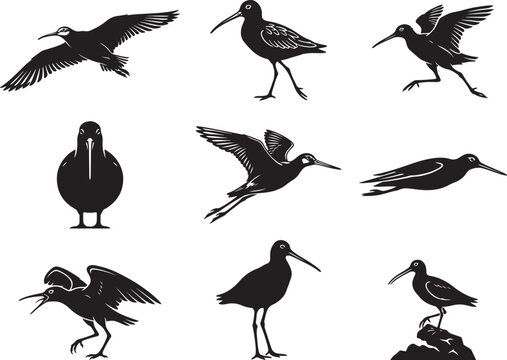 Long-Beaked Godwit Wading with Extended Legs