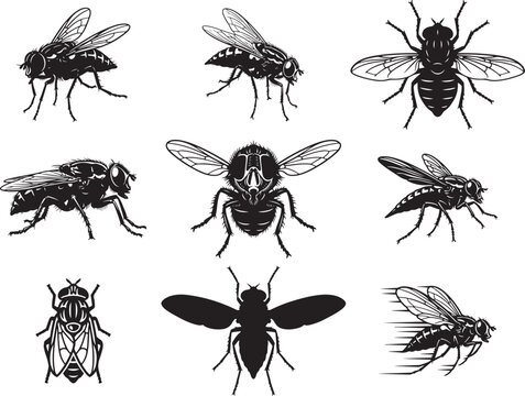 Horse Fly Insect With Wings Spread in Flight Motion